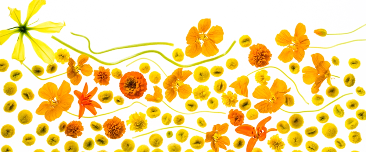 花のある暮らし　毎日がクリエイティヴ