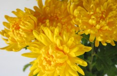 マミフラワーデザインスクール