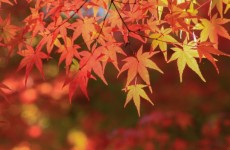 マミフラワーデザインスクール