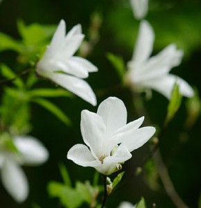 考花学イメージ画像