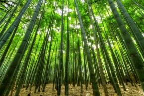 【第七回】竹の話イメージ