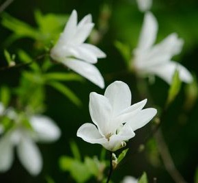 考花学イメージ画像