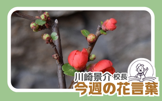 今週の花言葉