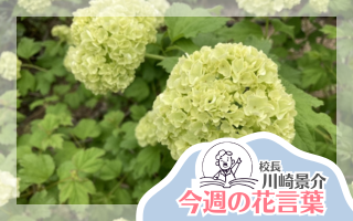 今週の花言葉