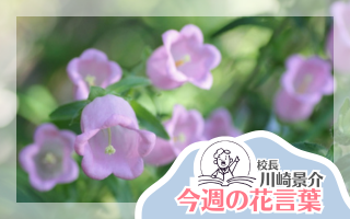 今週の花言葉