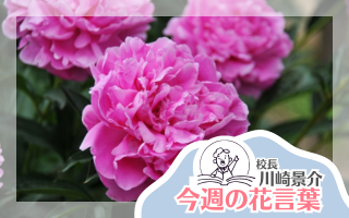 今週の花言葉