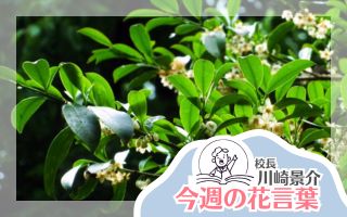 今週の花言葉