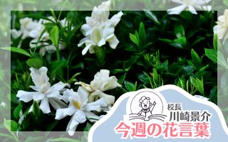 今週の花言葉