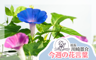 今週の花言葉