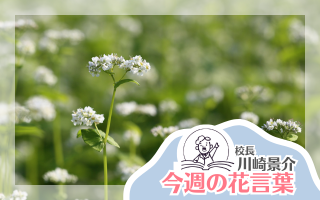 今週の花言葉
