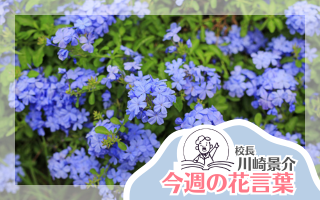 今週の花言葉