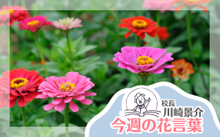 今週の花言葉