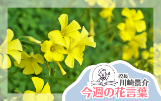 今週の花言葉