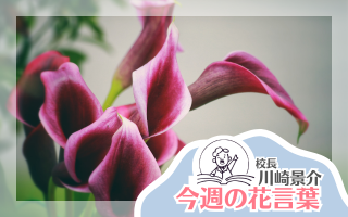 今週の花言葉