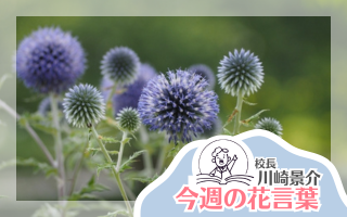 今週の花言葉