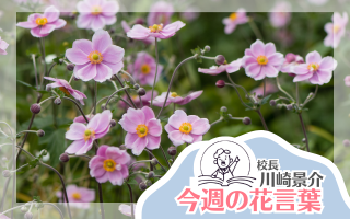 今週の花言葉
