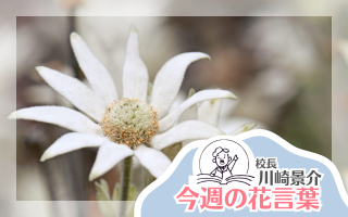 今週の花言葉