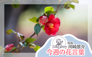 今週の花言葉