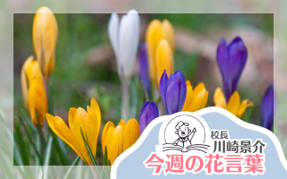 今週の花言葉