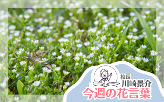 今週の花言葉