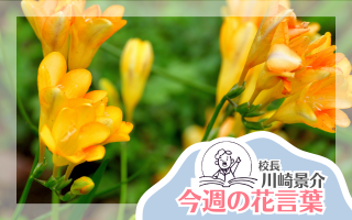 今週の花言葉
