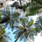 川崎景介と行く奄美大島<br>～2026年マミフラワーデザインスクール国内研修旅行～